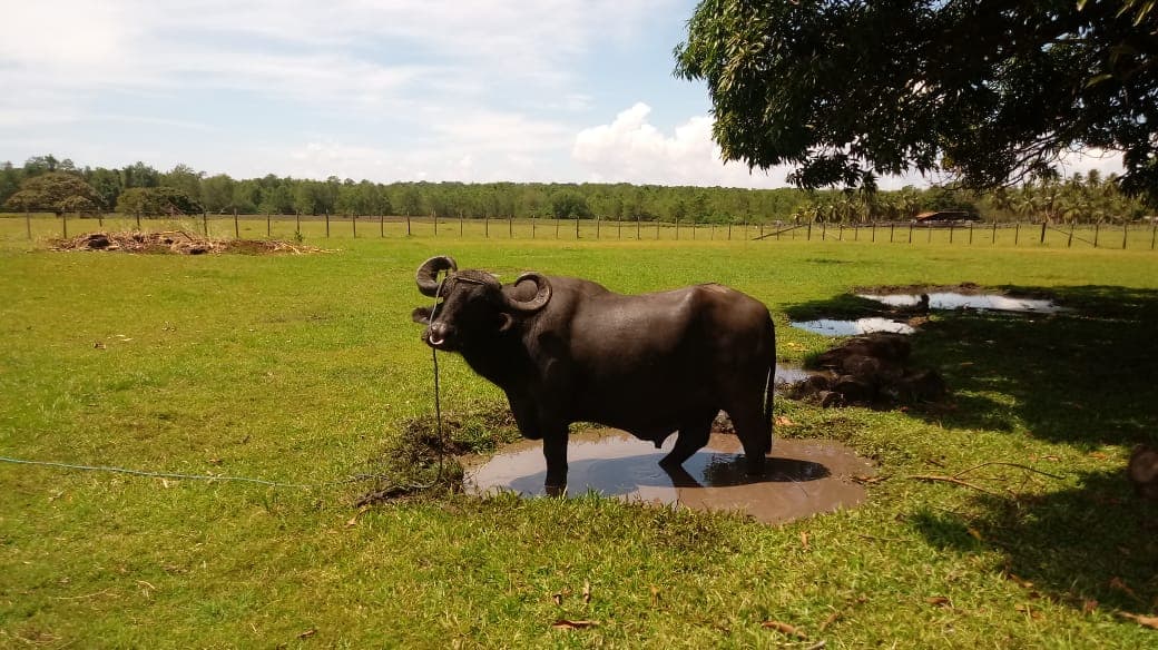 Fazenda Araruna
