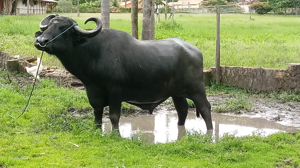 Fazenda Araruna