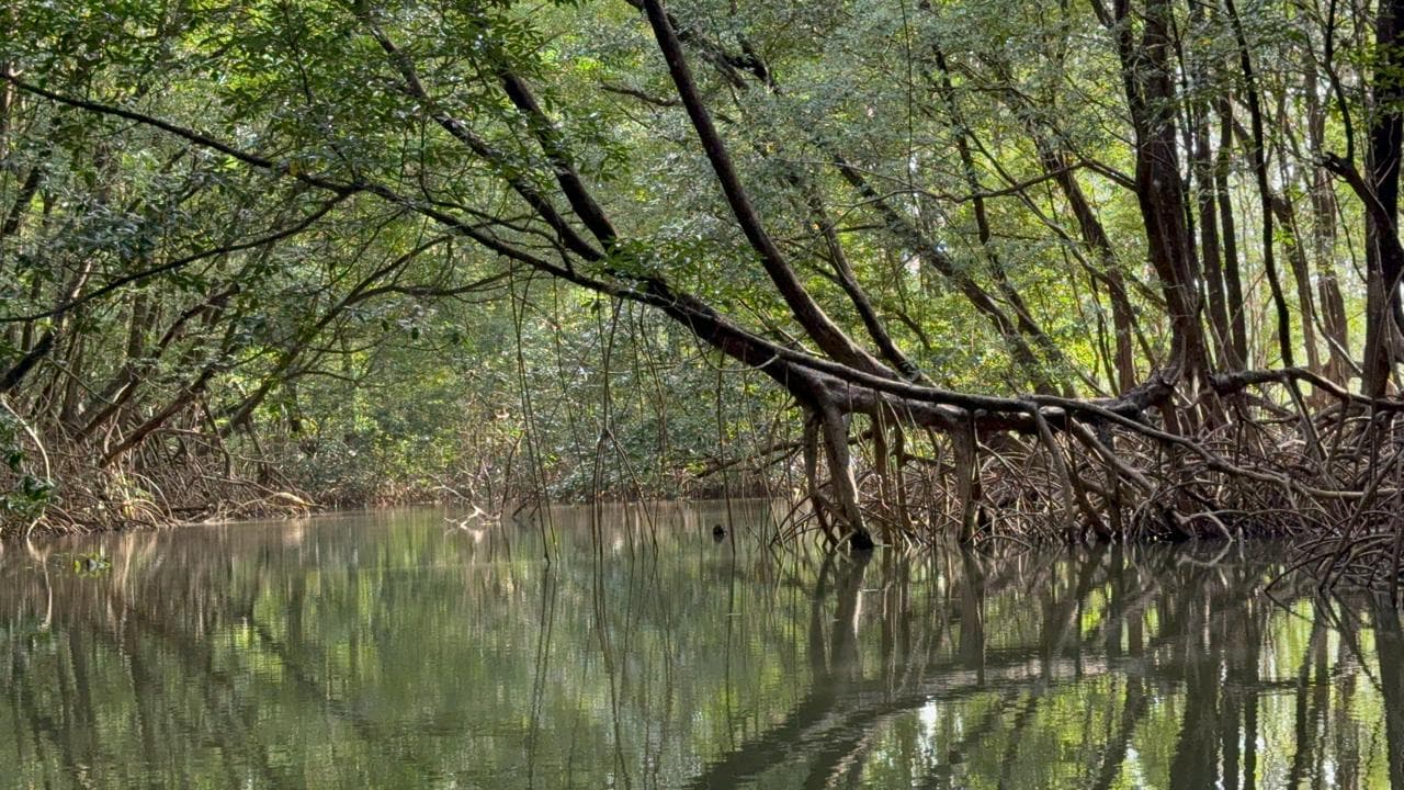 Rio Paracauari