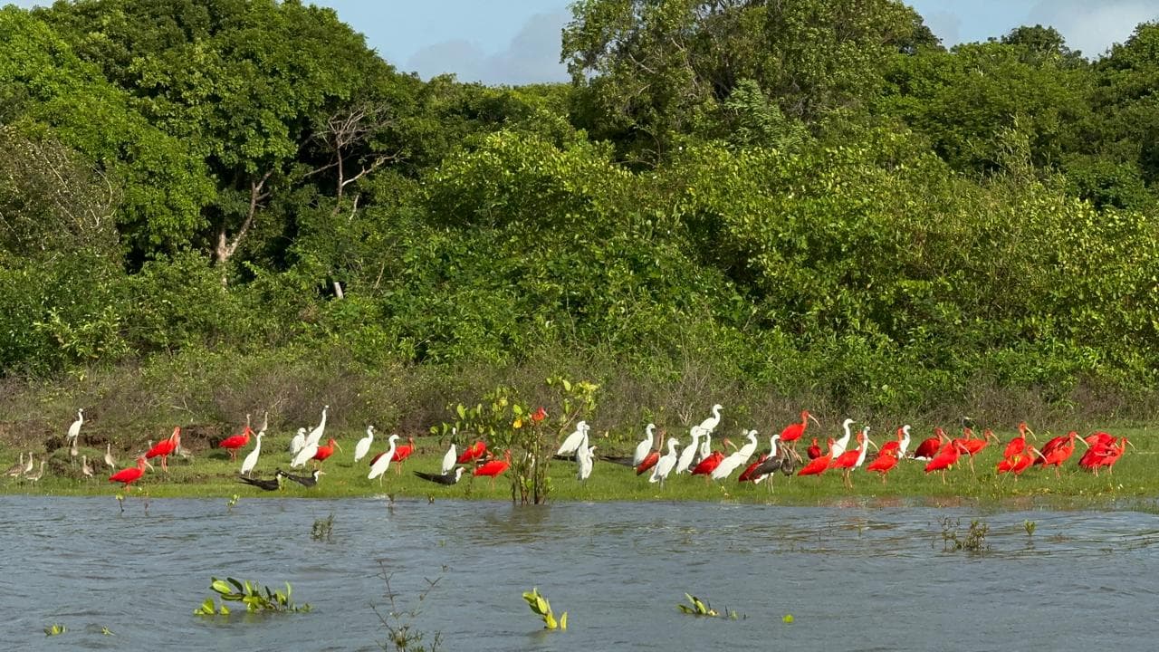 Rio Paracauari