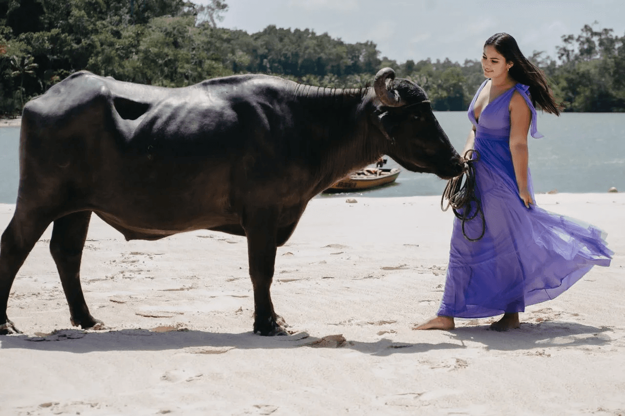Búfalo na praia